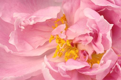 Peony