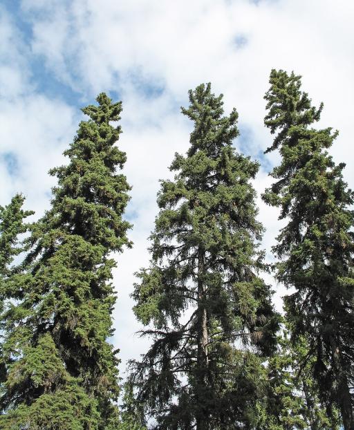 White spruce