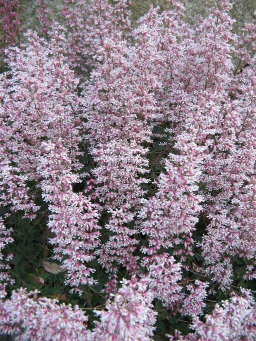 Coral bells