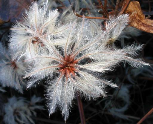 Old Man's Beard