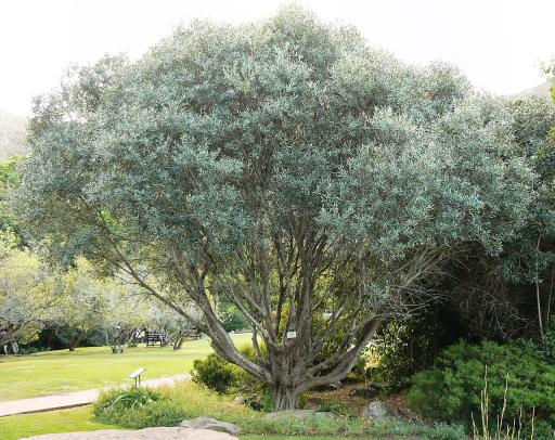 European Olive