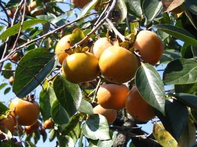 Kaki Persimmon