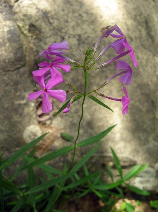 Phlox