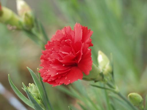 Garden Pink