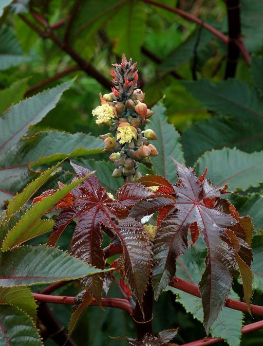 Castor Bean Plant