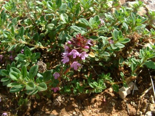 Breckland thyme