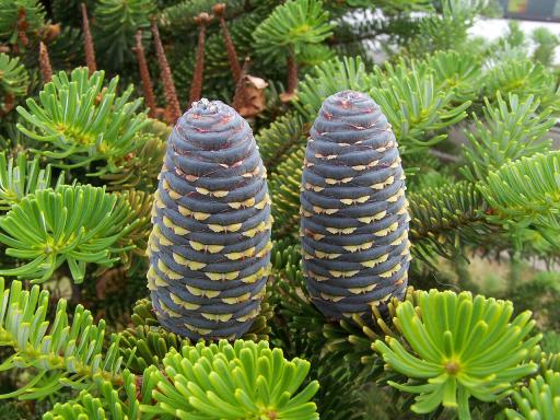 Fir Tree