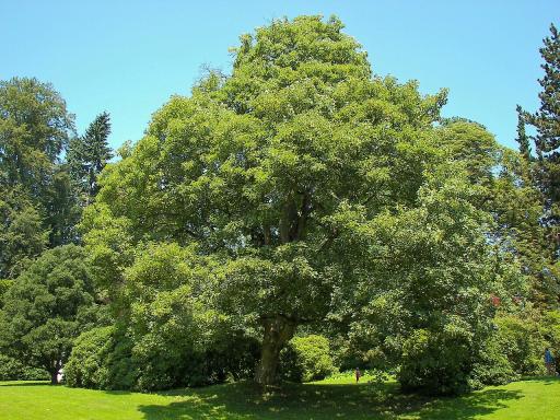Sycamore Maple