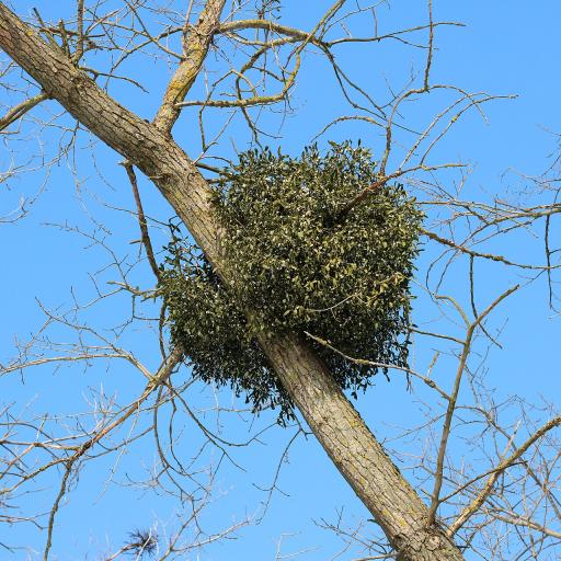 Mistletoe