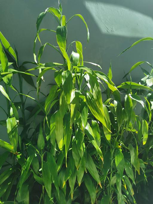 Lucky Bamboo