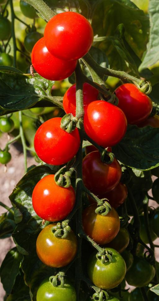 Cherry tomato