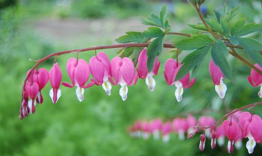 Asian Bleeding Heart