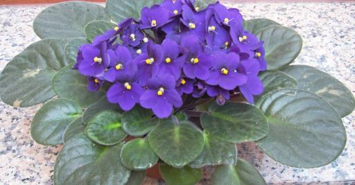 African violets