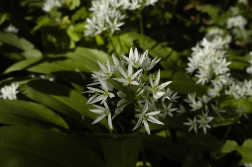 Wild Garlic