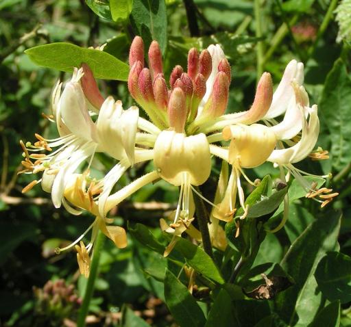 European Honeysuckle