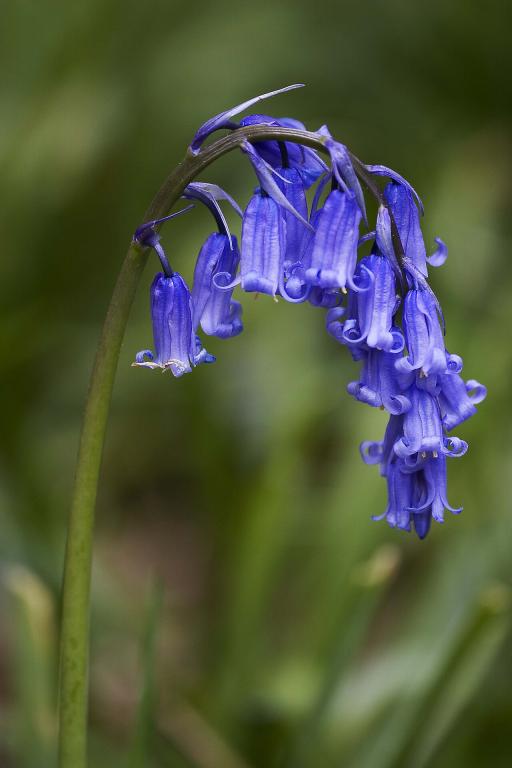 Common Bluebell