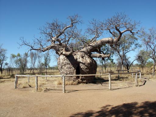 Australian Baobab