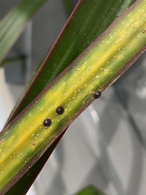 Dracaena