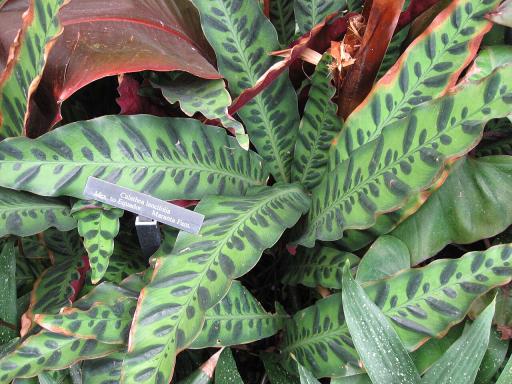 Rattlesnake Plant