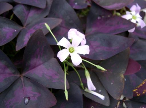 Oxalis plant image