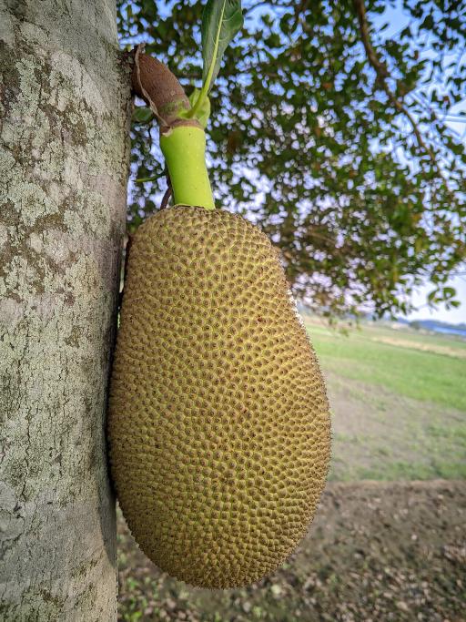 Jackfruit