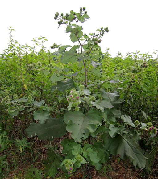 Burdock plant image