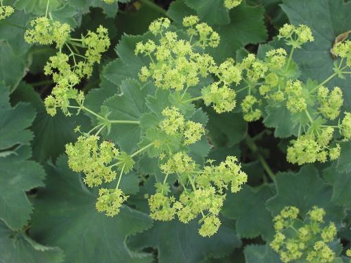 Lady's Mantle
