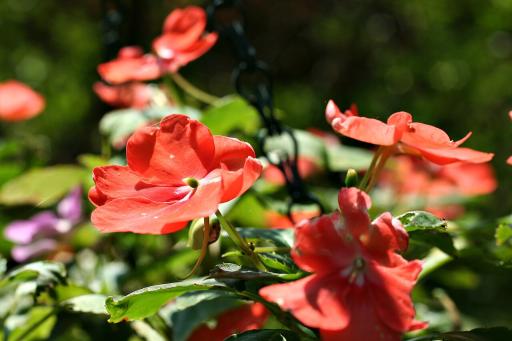 Impatiens plant image