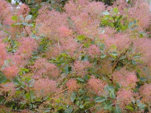 Smoke Tree