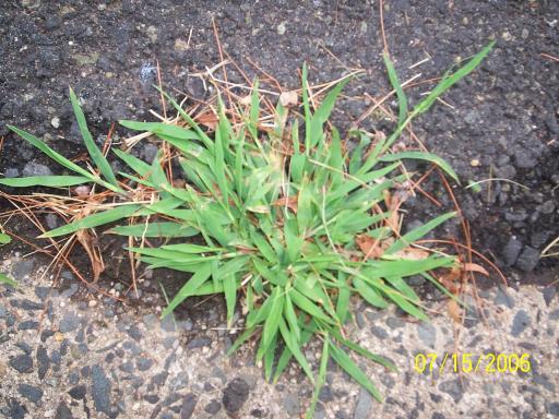 Crab grass plant image