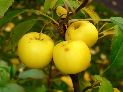 European Crabapple