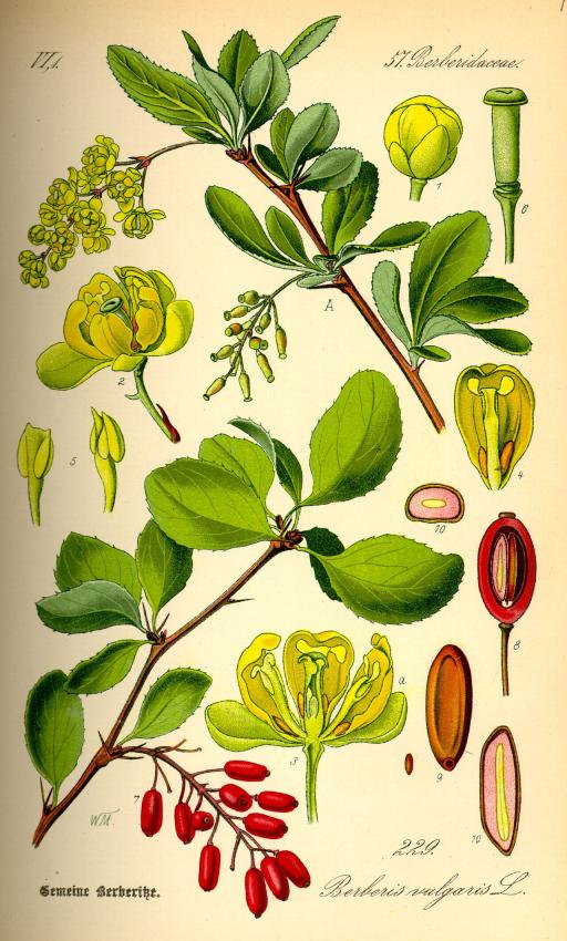 Barberry plant image