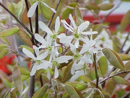 Serviceberry plant image