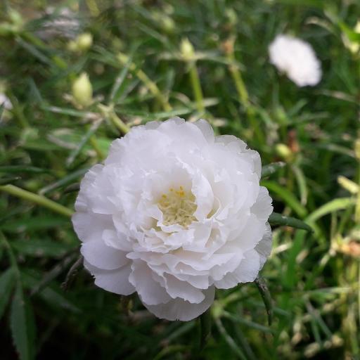 Moss Rose plant image