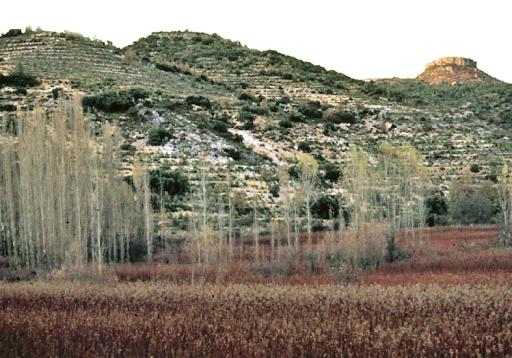 Willow Trees plant image
