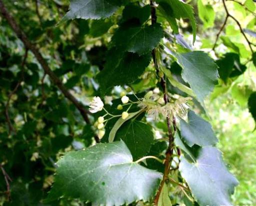 Small-Leaved Linden