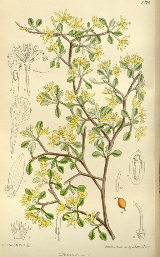 Corokia