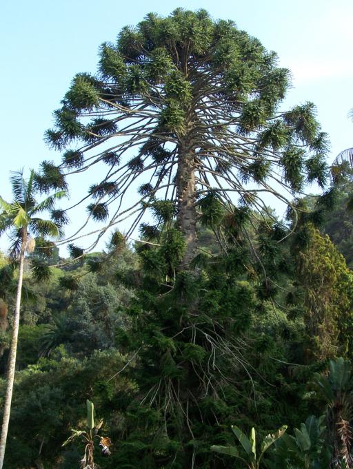 Bunya Pine