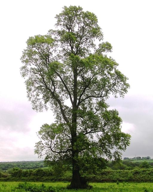 Elm Tree plant image