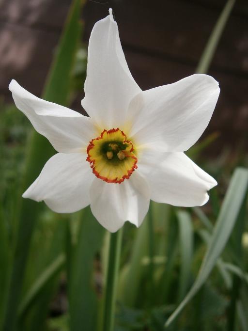 Poet's Daffodil