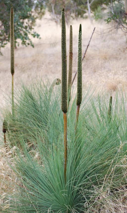 Grass Tree
