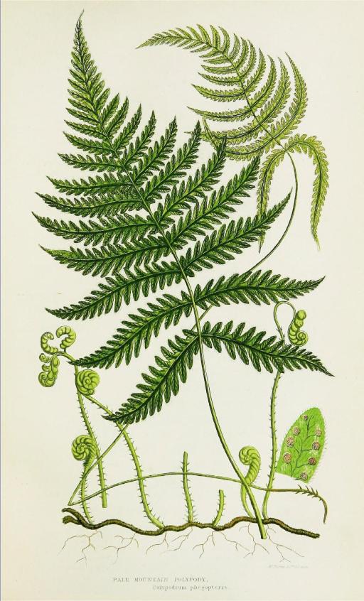 Ferns plant image