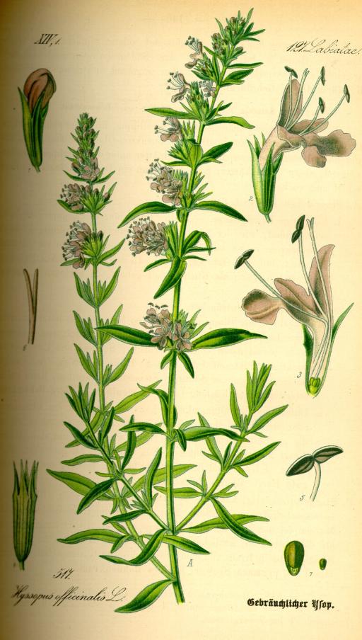 Hyssop plant image
