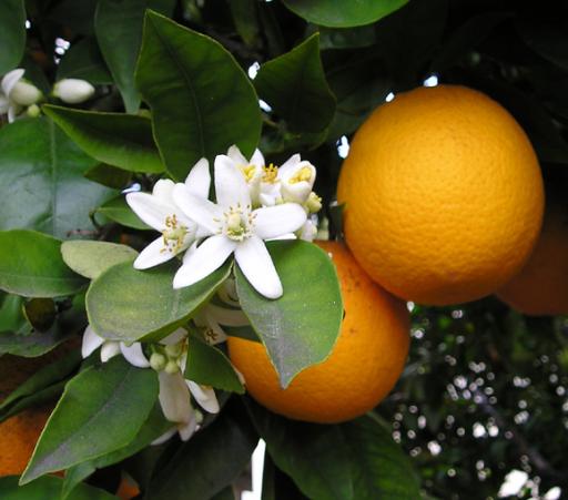 Sweet Orange