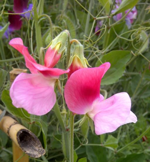 Sweet Peas plant image