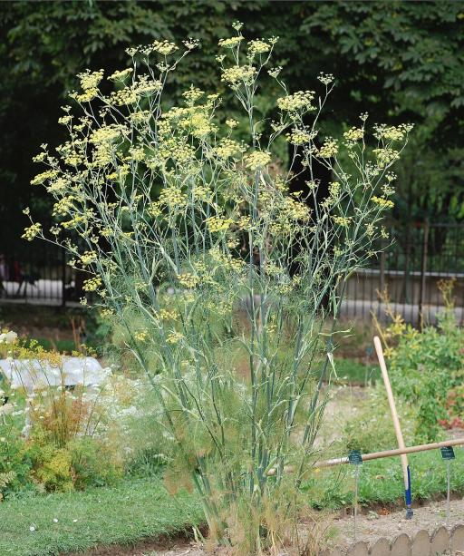 Wild Fennel