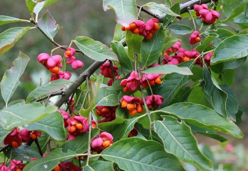 European Spindle