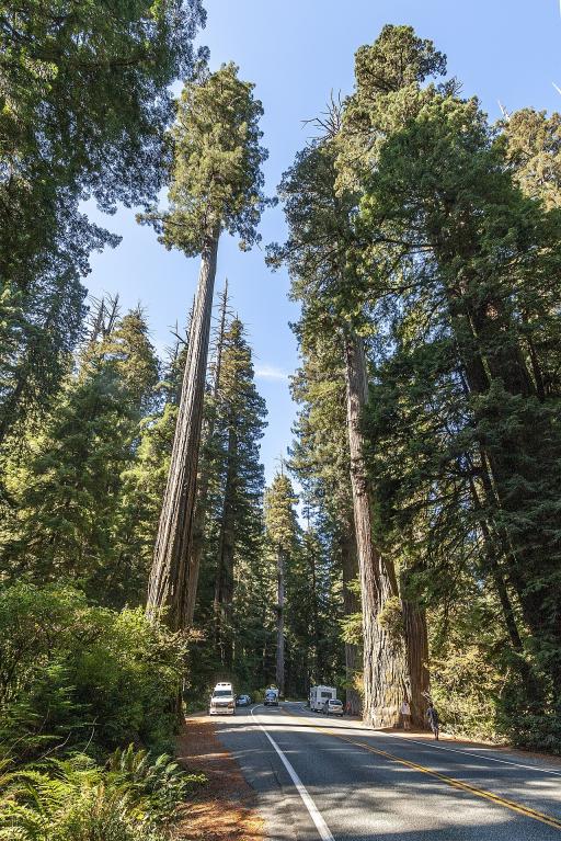 Redwood Trees