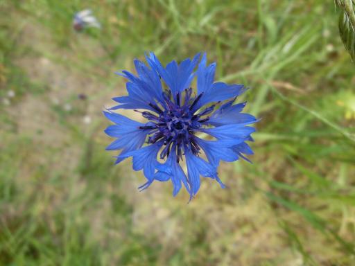 Cornflower