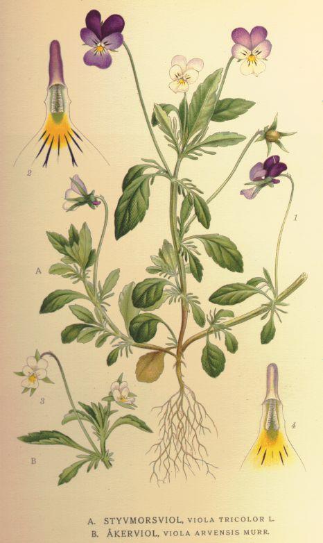 Violas
